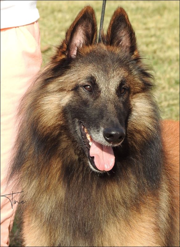 Tango De Pedra Lume EXC2 abierta machos